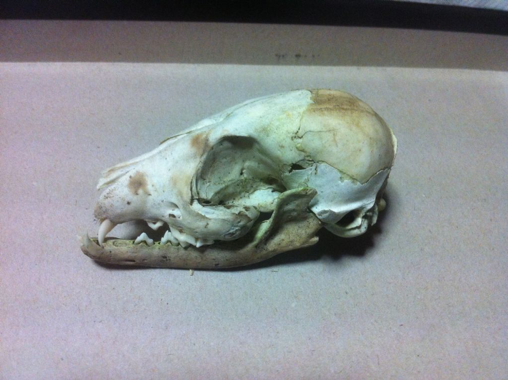 Crani da identificare. Cani e Capra domestica